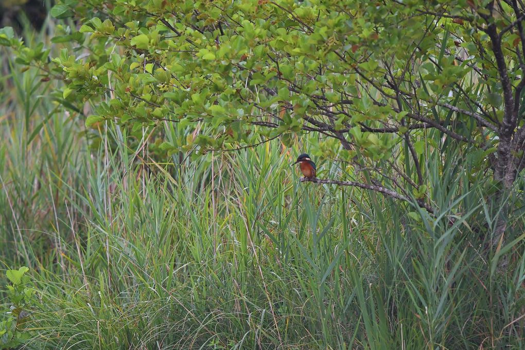  La proie repérée, le martin pêcheur plonge presque verticalement , les ailes allongées vers l'arrière. Saisissant fermement le poisson dans son bec puissant, l'oiseau bat des ailes pour remonter à la surface puis regagne son perchoir. Là, il frappe violemment sa victime contre une branche pour l'assommer avant de l'avaler. Le martin-pêcheur consomme principalement des petits poissons mais également des insectes, les notonectes, les larves de libellules, ainsi que des crustacés et des batraciens. 