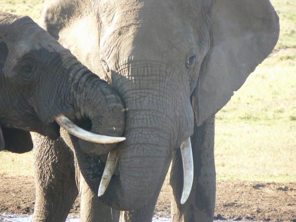 Et la deuxième partie de notre voyage en Afrique du Sud arrive enfin...