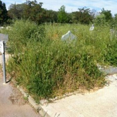 Montpellier : 300 tombes de Harkis sous les herbes folles 