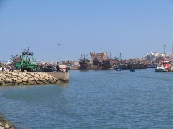 quelques 106 photos d'Essaouira, de son port, de ses mouettes et de ses chats plus ou moins mités