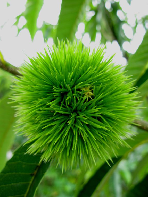 Petites excursions au fil des saisons et des arrivées au jardin 