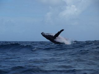 Baleines à bosses à Sainte Marie