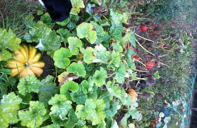 Au potager fin septembre