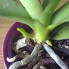 Nouvelle hampe sur phalaenopsis