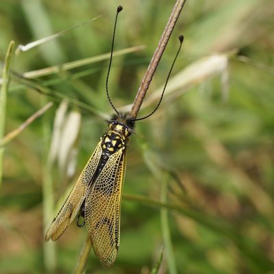 L'ASCALAPHE ( commun et soufré )