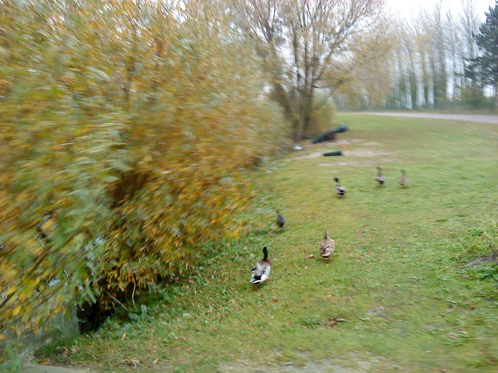 Album - Lac d'Armbouts-Cappel le 29 oct 2011