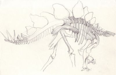 Stegosaure (au musée)