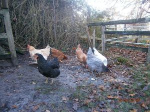 Bon voyage Marco, les poules et moi, on t'attend là !