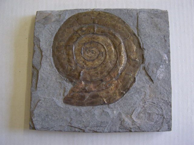 <p>Album photo de la faune anglaise</p>
<p>Il contient les principaux fossiles encore découvrables de nos jours.</p>
<p>Toutes ces pièces appartiennent à notre collection.</p>
<p>Excellente visite !</p>
<p>Phil « Fossil »</p>
