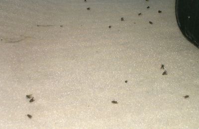 Envahi de petites mouches noires