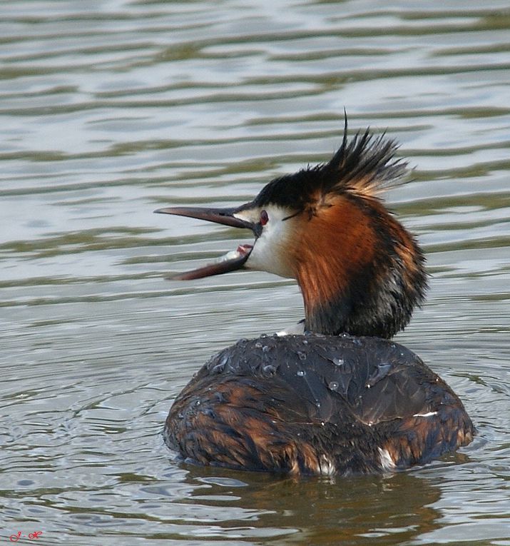 Album - Oiseaux-des-marais