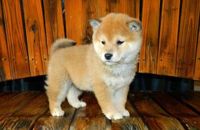 Prix shiba inu