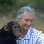 Jane Goodall, notre Ambassadrice dans le Monde - Le blog de Chemins-Spirituel-ROSE