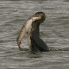 Pour le classement des cormorans comme nuisible