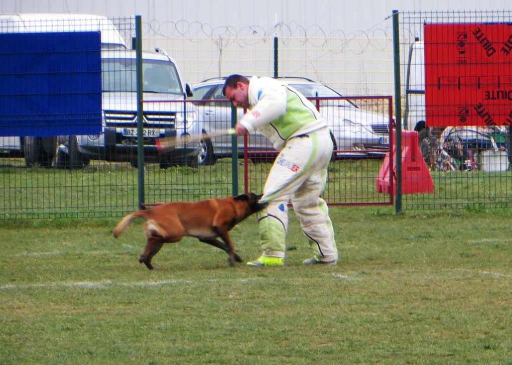 Concours de ring avec le club canin