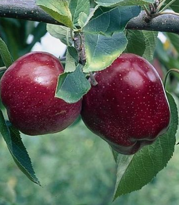 Sa moitié de pomme.