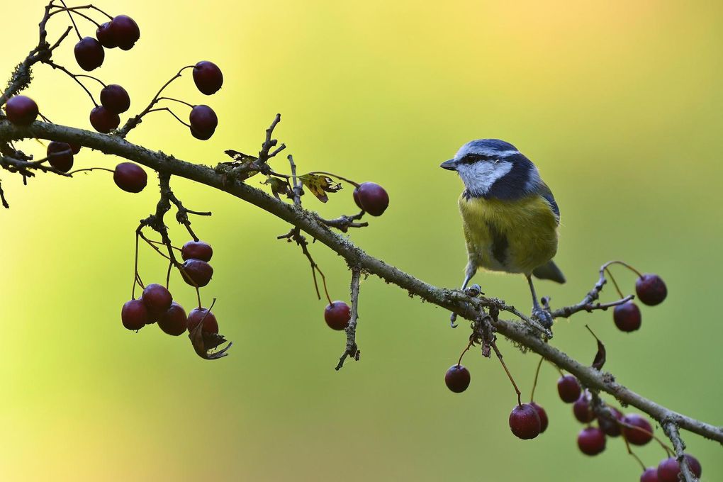 Mésange bleue.