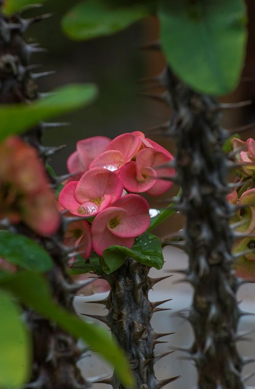 Euphorbia milii ou "Epine du Christ", bien nommée à Mooréa la religieuse. 