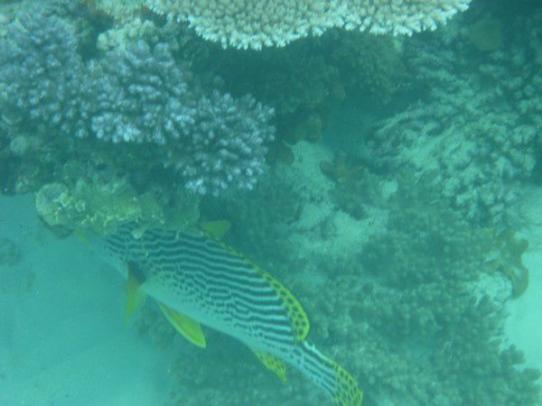 Album - Great Barrier Reef