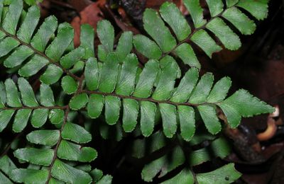 Adiantum humile