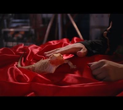 Nouveautés Musicales #7 : Moodoïd, Chinese Man, Evergreen, Charlotte Gainsbourg