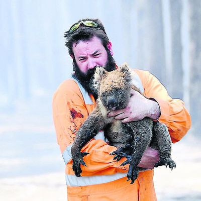 Incendies en Australie : Le chiffre terrifiant de plus d'un milliers d'animaux morts dans les flammes avancé désormais par les experts les plus sérieux