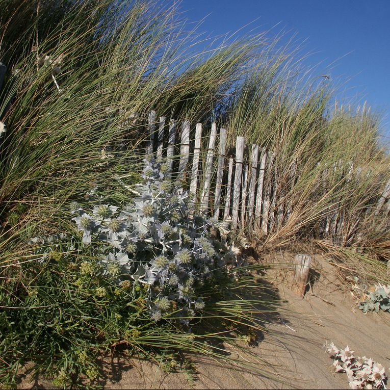 Album - Dunes et Plages