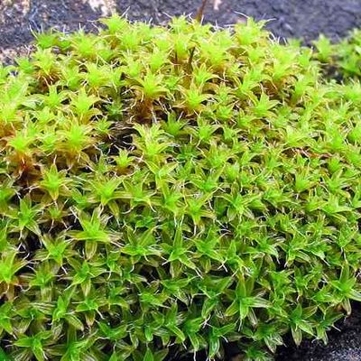 Cette plante ultrarésistante pourrait un jour pousser sur Mars !