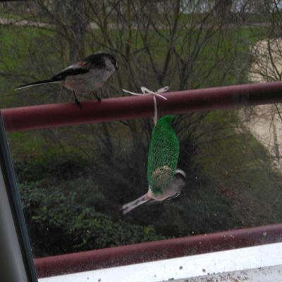 LES OISEAUX SUR LA FENETRE