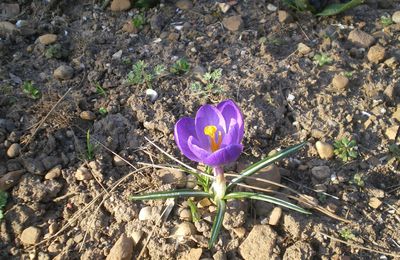 Un jardin fleuri...