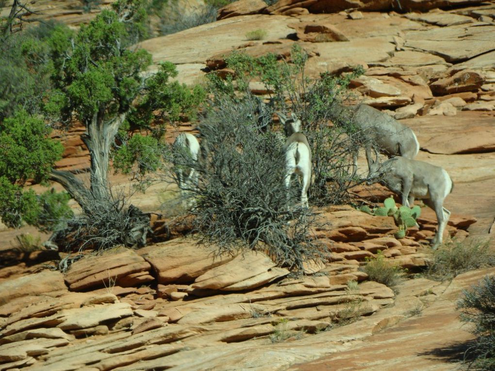 Album - bryce-canyon