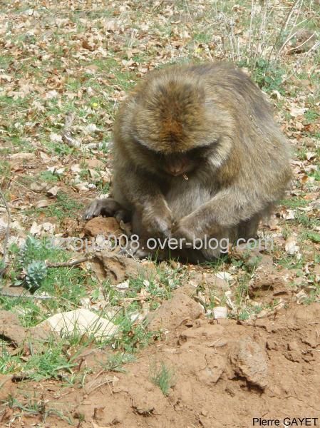 macaques de Barbarie (Macaca sylvanus) ou singe magot, dans une forêt de cèdres du moyen-Atlas marocain