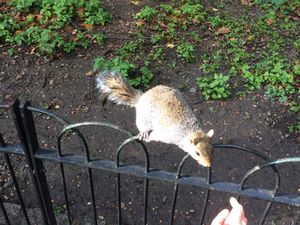 St James Park et ses animaux : péruches, écureuils, canards, oies et pélicans