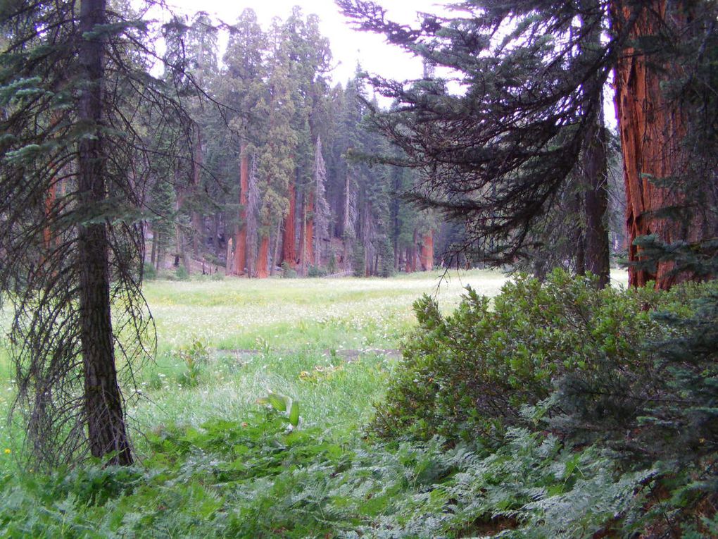 Sequoia National Park (USA)