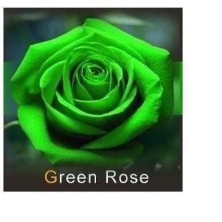 Couleur rose et vert