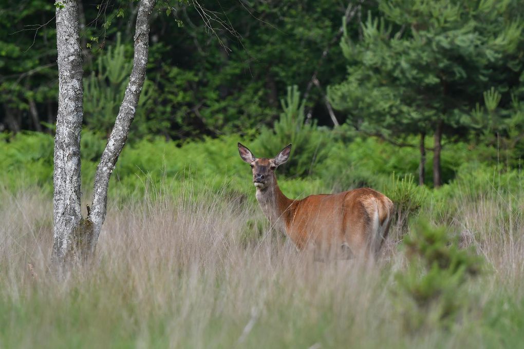 Biche (cerf élaphe).