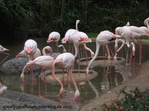 Flamingos, Takin, Uhu, Brillenpinguine