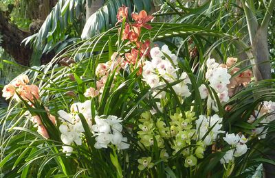 Orchidées aux grandes serres du jardin des plantes