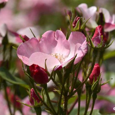 Rose, douceur et amitié