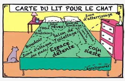 La carte du lit pour Chat