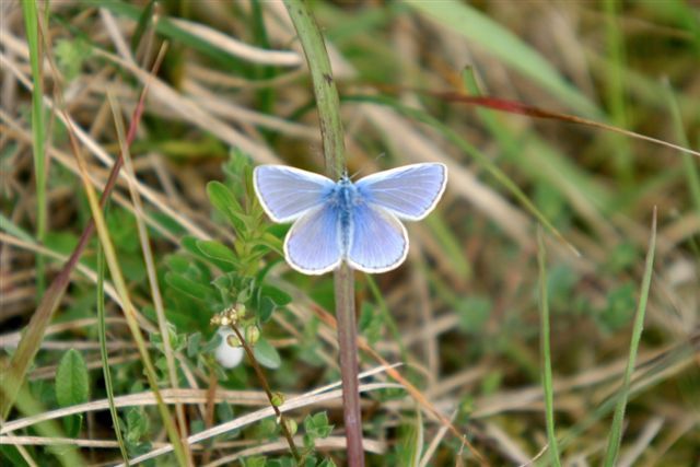 Les richesses naturelles du Pas-de-Calais et son biotope exceptionnel