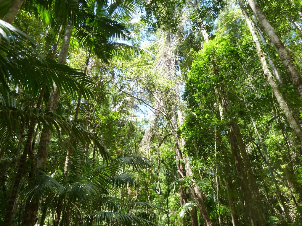 Album - fraser-island