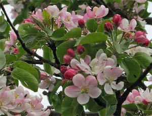 Pommier à fleurs, pommier d'ornement