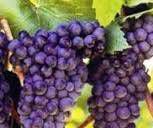#Pinotage Producers North Coast California Vineyards 