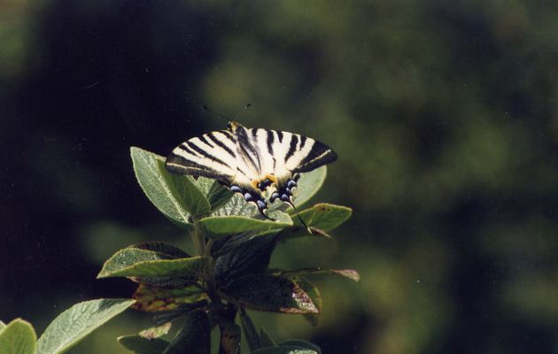 Parole d'enfant : "Qui du papillon ou de la fée...?"