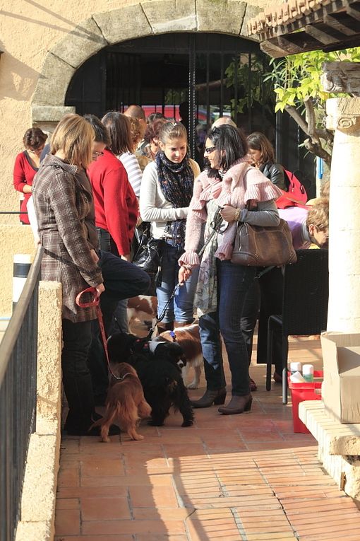 Déroulement de la journée Cavalier King Charles.