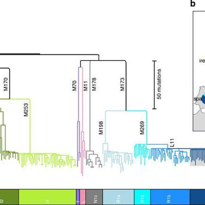 Une grande Partie des Européens provient de trois Ancêtres de l'âge de Bronze d'Haplogroupe Y-DNA  caucasiens R1b-M269 et  R1a-M198 et  nordique I1-M253,  et d'autres ancêtres plus anciens comme I2 et N1c.
