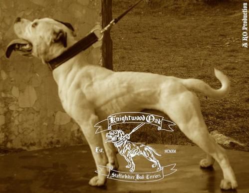 Album - Olde-Bulldogge-pubs-and-logos