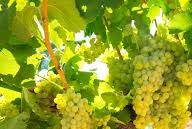 #Viticulture dans la région de Gisborne