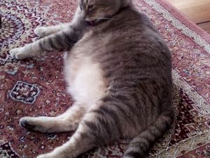 Yumé, le chat sumo du 19ème.